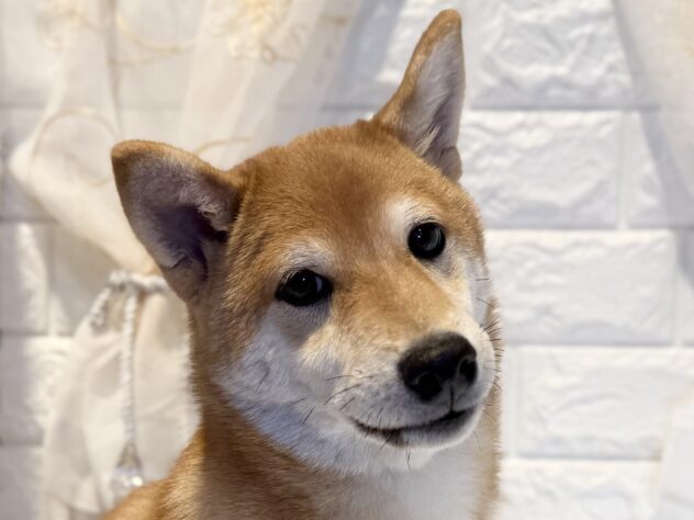 香川県の柴犬(標準サイズ) (ワンキャラット アミーゴ丸亀店/2025年7月23日生まれ/男の子/赤)の子犬の1枚目の画像