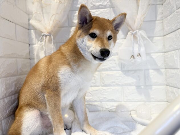 香川県の柴犬(標準サイズ) (ワンキャラット アミーゴ丸亀店/2025年7月23日生まれ/男の子/赤)の子犬の2枚目の画像