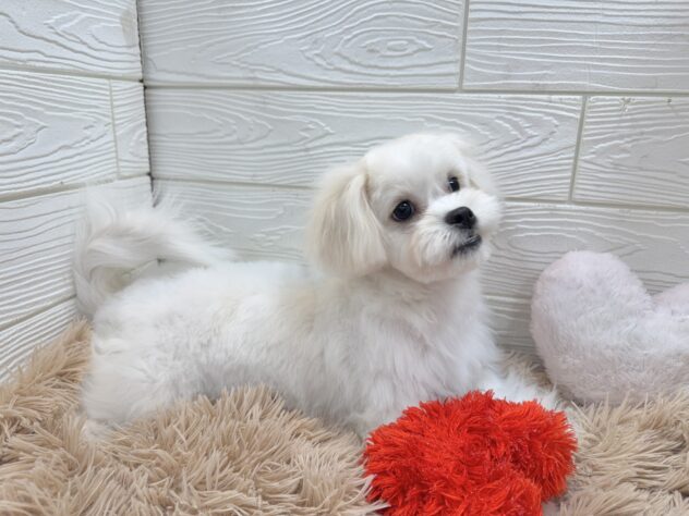 兵庫県のハーフ犬・ミックス犬 (ワンキャラット アミーゴ姫路飾磨店/2025年7月31日生まれ/女の子/ホワイト)の子犬の4枚目の画像