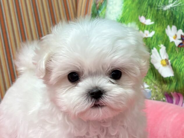 和歌山県のマルチーズ (アミーゴ和歌山太田店/2025年11月24日生まれ/男の子/ホワイト)の子犬