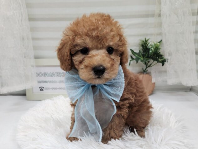 愛媛県のトイプードル(トイ) (アミーゴ松山久米店/2025年10月26日生まれ/男の子/アプリコット)の子犬の3枚目の画像