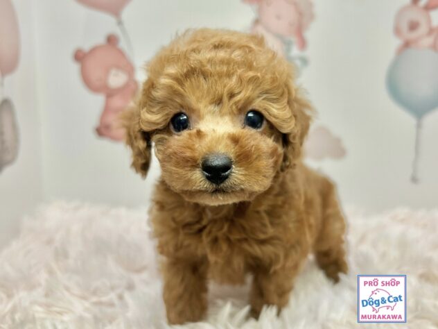 広島県のトイプードル(トイ) (アミーゴ温品店/2025年11月8日生まれ/男の子/オレンジフォーン)の子犬の1枚目の画像