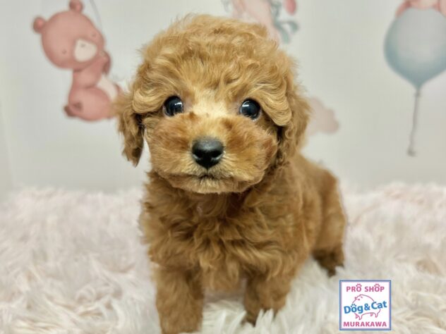 広島県のトイプードル(トイ) (アミーゴ温品店/2025年11月8日生まれ/男の子/オレンジフォーン)の子犬の2枚目の画像