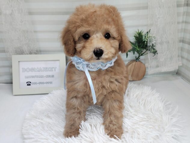 愛媛県のトイプードル(トイ) (アミーゴ松山久米店/2025年10月26日生まれ/男の子/アプリコット)の子犬の2枚目の画像