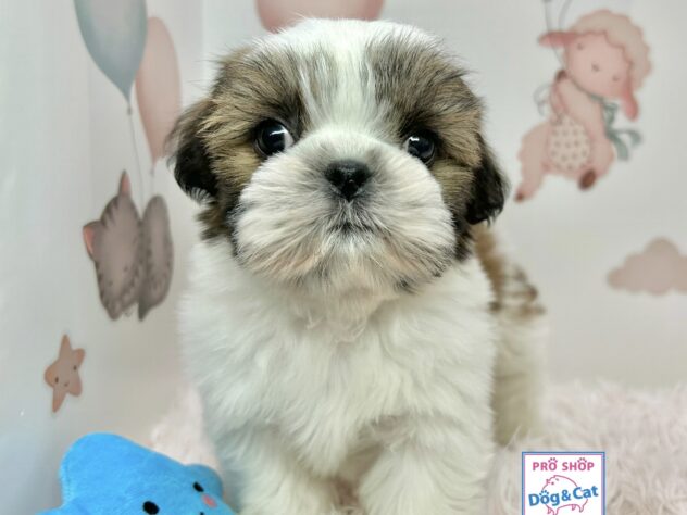 広島県のシーズー (アミーゴ温品店/2025年11月6日生まれ/男の子/ゴールドホワイト)の子犬の1枚目の画像