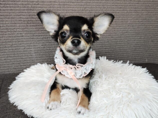 愛媛県のチワワ(ロング) (アミーゴ松山久米店/2025年9月19日生まれ/女の子/ブラックタンホワイト)の子犬の1枚目の画像