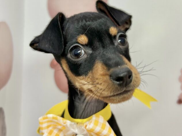 広島県のミニチュアピンシャー (アミーゴ温品店/2025年11月6日生まれ/女の子/ブラックタン)の子犬の2枚目の画像