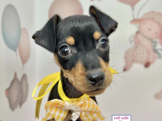 広島県のミニチュアピンシャー (アミーゴ温品店/2025年11月6日生まれ/女の子/ブラックタン)の子犬の3枚目の画像