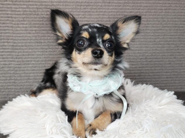 愛媛県のチワワ(ロング) (アミーゴ松山久米店/2025年8月5日生まれ/男の子/ブルーマールホワイト)の子犬の1枚目の画像