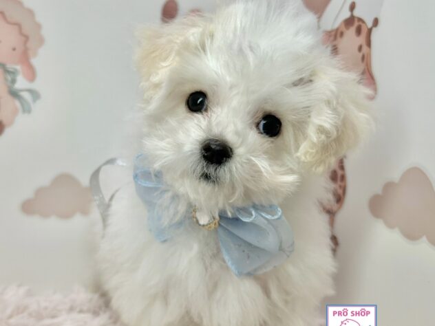 広島県のハーフ犬・ミックス犬 (アミーゴ温品店/2025年10月7日生まれ/男の子/ホワイトクリーム)の子犬