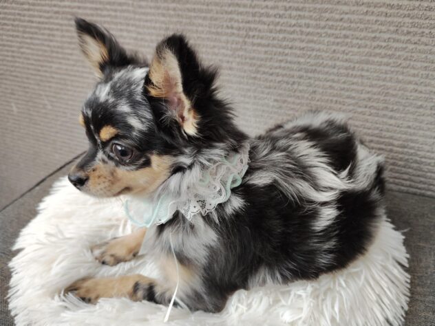 愛媛県のチワワ(ロング) (アミーゴ松山久米店/2025年8月5日生まれ/男の子/ブルーマールホワイト)の子犬の2枚目の画像