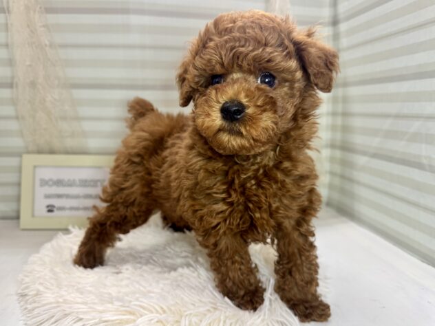 愛媛県のトイプードル(トイ) (アミーゴ松山久米店/2025年11月10日生まれ/男の子/レッドフォーン)の子犬の1枚目の画像