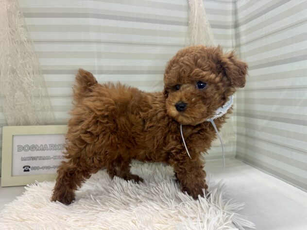 愛媛県のトイプードル(トイ) (アミーゴ松山久米店/2025年11月10日生まれ/男の子/レッドフォーン)の子犬の3枚目の画像