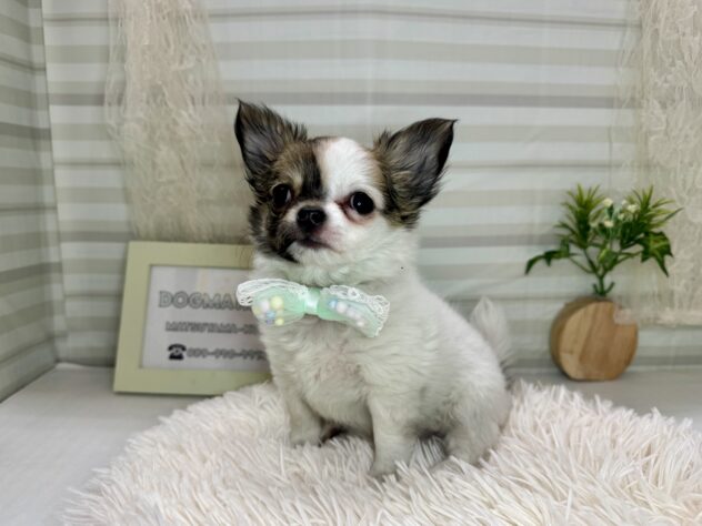 愛媛県のチワワ(ロング) (アミーゴ松山久米店/2025年11月10日生まれ/女の子/パーティーカラー)の子犬の1枚目の画像