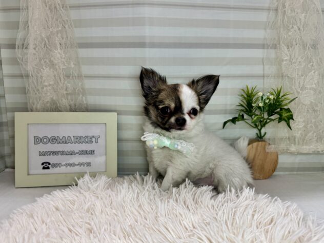 愛媛県のチワワ(ロング) (アミーゴ松山久米店/2025年11月10日生まれ/女の子/パーティーカラー)の子犬の3枚目の画像