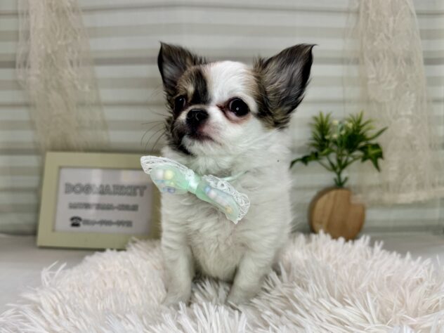 愛媛県のチワワ(ロング) (アミーゴ松山久米店/2025年11月10日生まれ/女の子/パーティーカラー)の子犬の2枚目の画像