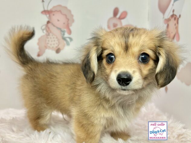 広島県のハーフ犬・ミックス犬 (アミーゴ温品店/2025年11月14日生まれ/男の子/レッド)の子犬