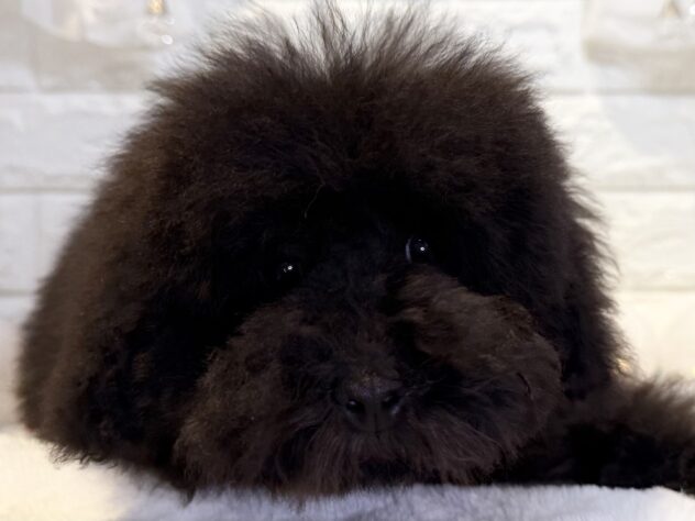 香川県のトイプードル(トイ) (ワンキャラット アミーゴ丸亀店/2025年10月28日生まれ/男の子/ブラック)の子犬の1枚目の画像