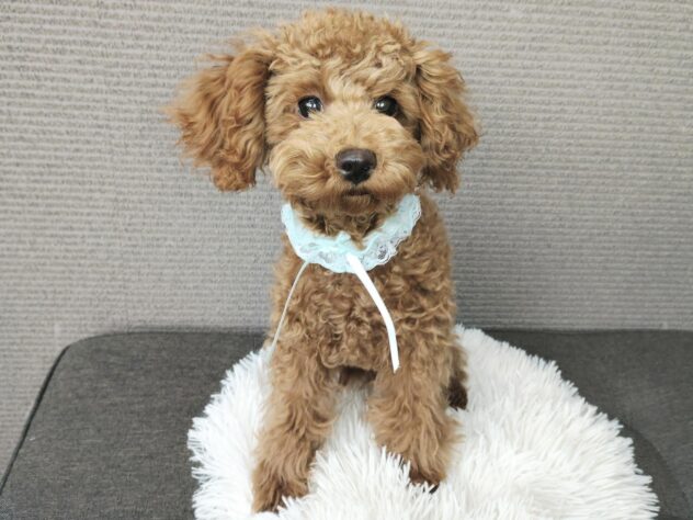 愛媛県のトイプードル(トイ) (アミーゴ松山久米店/2025年8月15日生まれ/男の子/レッドフォーン)の子犬の1枚目の画像