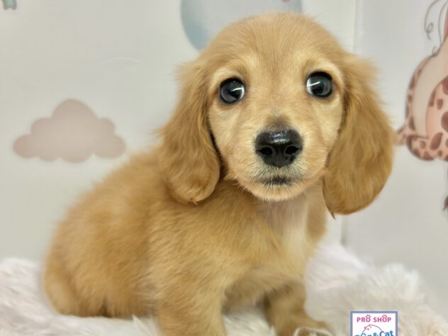 広島県のミニチュアダックスフンド(ロング) (アミーゴ温品店/2025年11月19日生まれ/男の子/レッド)の子犬