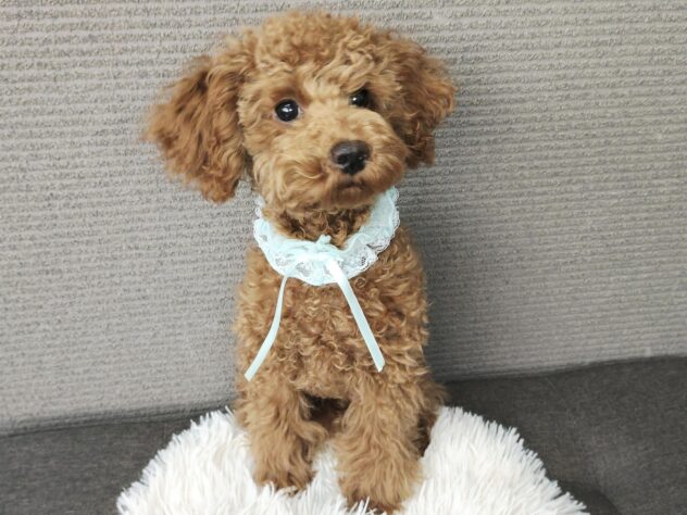 愛媛県のトイプードル(トイ) (アミーゴ松山久米店/2025年8月15日生まれ/男の子/レッドフォーン)の子犬の3枚目の画像