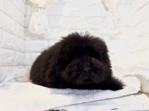 香川県のトイプードル(トイ) (ワンキャラット アミーゴ丸亀店/2025年10月28日生まれ/男の子/ブラック)の子犬の2枚目の画像