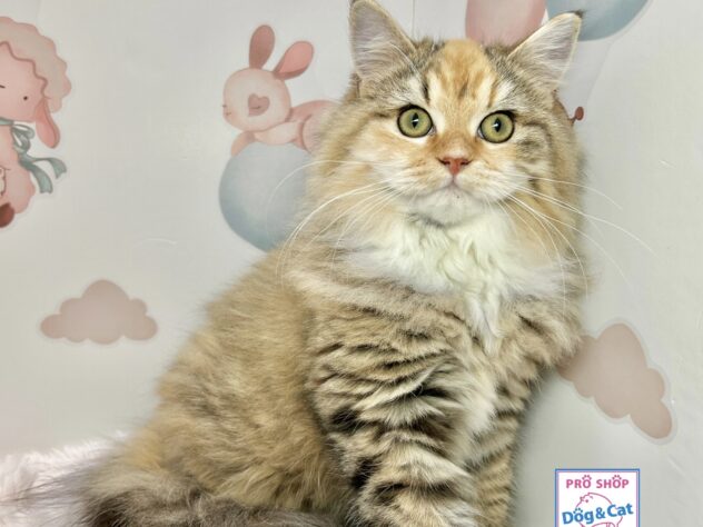 広島県のラガマフィン (アミーゴ温品店/2025年8月20日生まれ/女の子/ブラウンパッチドタビーホワイト)の子猫