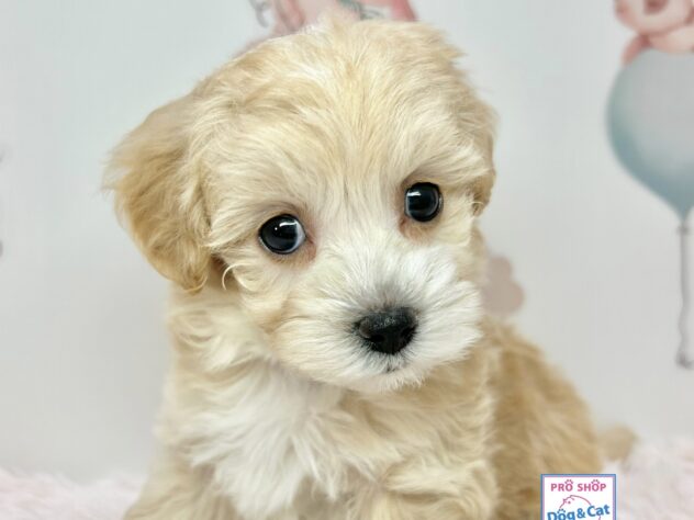 広島県のハーフ犬・ミックス犬 (アミーゴ温品店/2025年11月26日生まれ/女の子/クリーム)の子犬の2枚目の画像