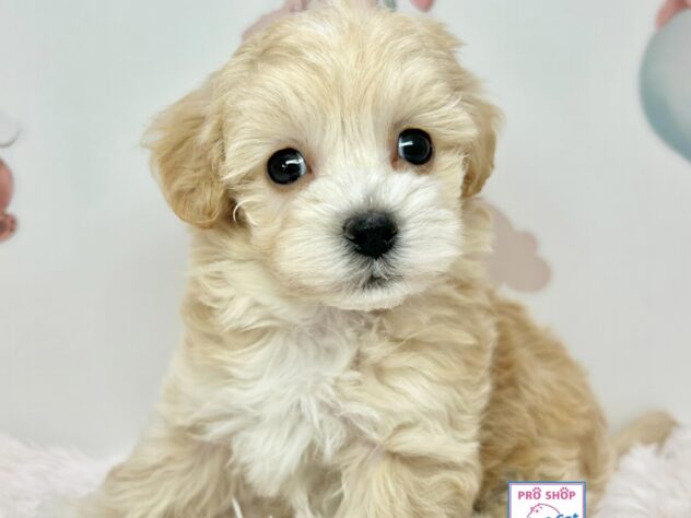 広島県のハーフ犬・ミックス犬 (アミーゴ温品店/2025年11月26日生まれ/女の子/クリーム)の子犬の1枚目の画像