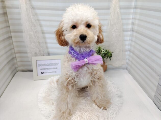 愛媛県のトイプードル(トイ) (アミーゴ松山久米店/2025年7月23日生まれ/女の子/アプリコット)の子犬の1枚目の画像