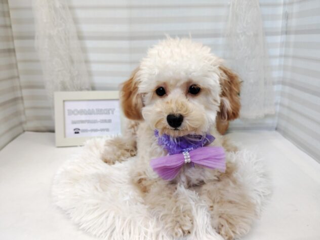 愛媛県のトイプードル(トイ) (アミーゴ松山久米店/2025年7月23日生まれ/女の子/アプリコット)の子犬の2枚目の画像