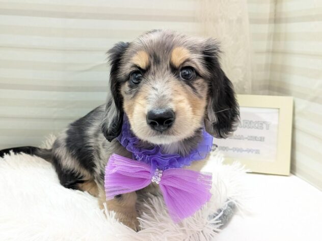 愛媛県のミニチュアダックスフンド(ロング) (アミーゴ松山久米店/2025年11月22日生まれ/男の子/シルバーダップル)の子犬の1枚目の画像