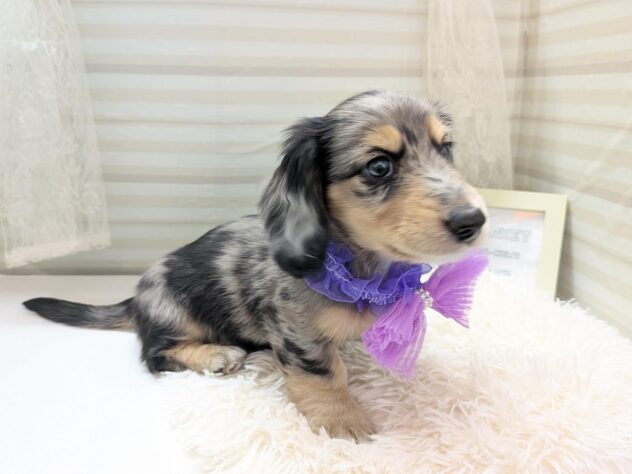 愛媛県のミニチュアダックスフンド(ロング) (アミーゴ松山久米店/2025年11月22日生まれ/男の子/シルバーダップル)の子犬の2枚目の画像