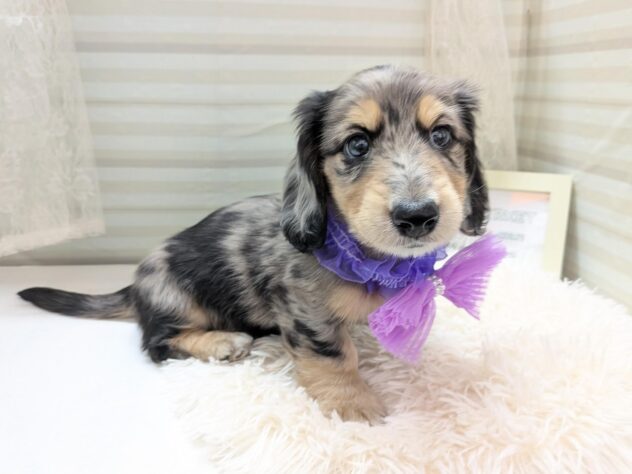 愛媛県のミニチュアダックスフンド(ロング) (アミーゴ松山久米店/2025年11月22日生まれ/男の子/シルバーダップル)の子犬の3枚目の画像