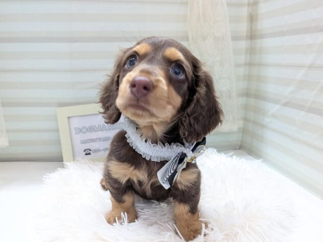 愛媛県のミニチュアダックスフンド(ロング) (アミーゴ松山久米店/2025年11月20日生まれ/男の子/チョコレートタン)の子犬の3枚目の画像