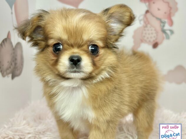 広島県のチワワ(ロング) (アミーゴ温品店/2025年12月4日生まれ/男の子/レッドホワイト)の子犬