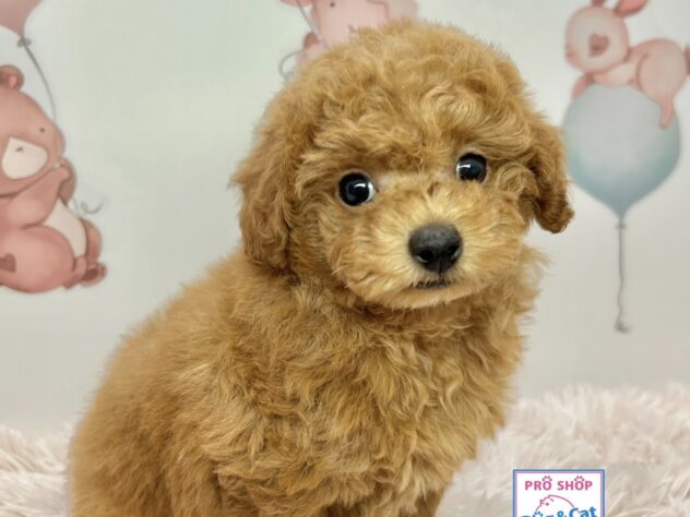 広島県のトイプードル(トイ) (アミーゴ温品店/2025年12月2日生まれ/男の子/レッドフォーン)の子犬