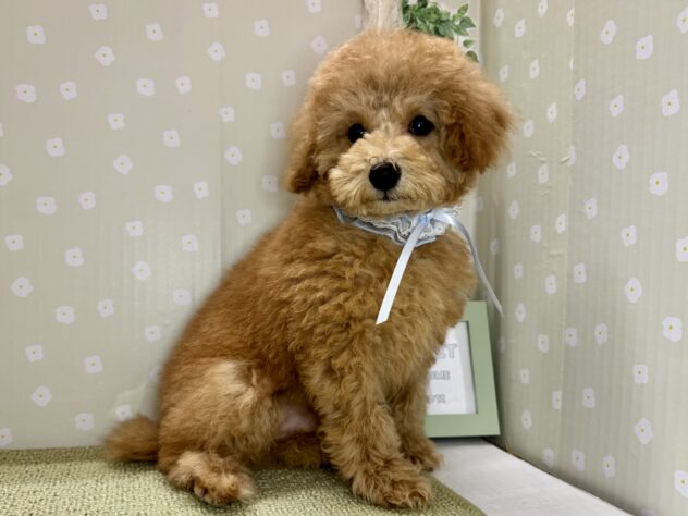 愛媛県のトイプードル(トイ) (アミーゴ松山久米店/2025年10月26日生まれ/男の子/アプリコット)の子犬の1枚目の画像