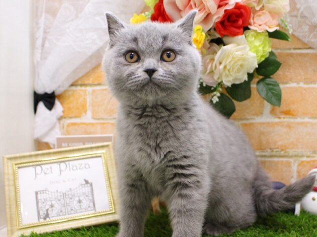 兵庫県のセルカークレックス (ペット・プラザ アミーゴ三田店/2025年10月31日生まれ/女の子/ブルー)の子猫の1枚目の画像