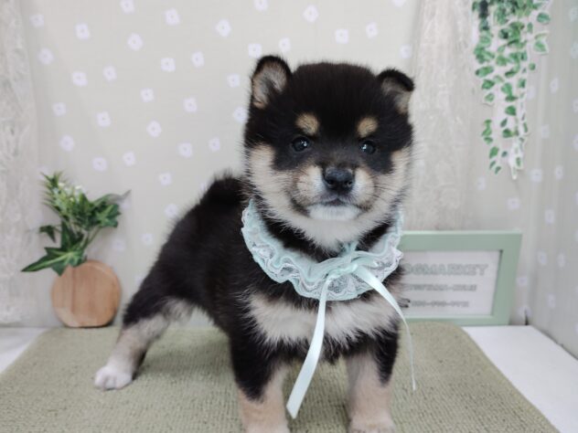 愛媛県の豆柴 (アミーゴ松山久米店/2025年12月1日生まれ/男の子/黒)の子犬