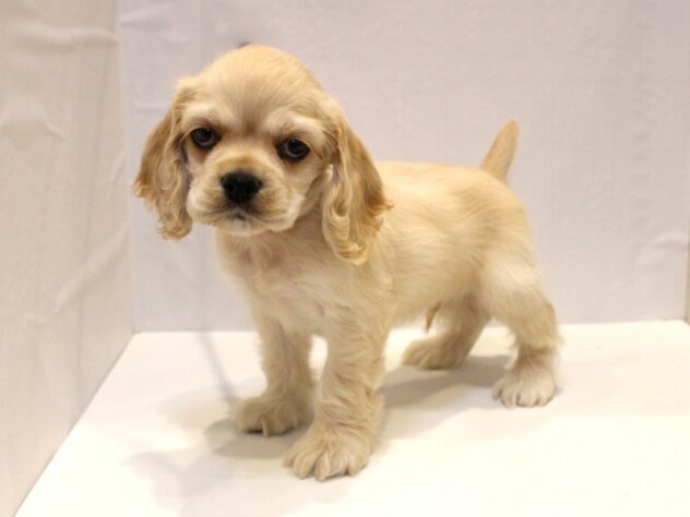 兵庫県のアメリカンコッカースパニエル (ペット・プラザ アミーゴつかしん店/2025年9月15日生まれ/男の子/バフ)の子犬の2枚目の画像