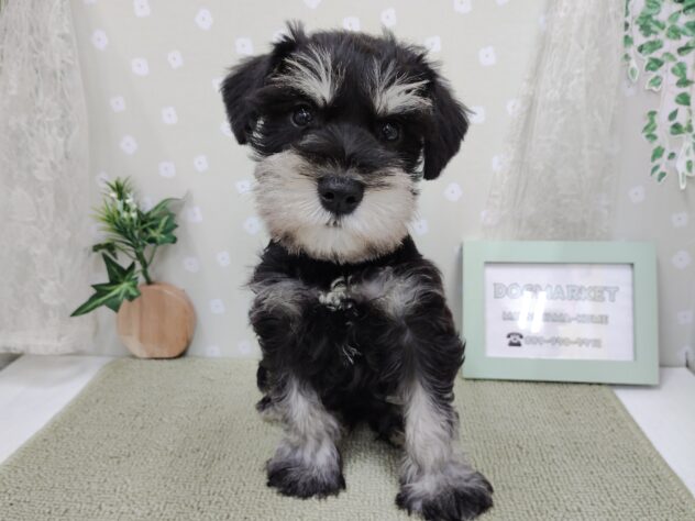 愛媛県のミニチュアシュナウザー (アミーゴ松山久米店/2025年11月29日生まれ/男の子/ブラックシルバー)の子犬