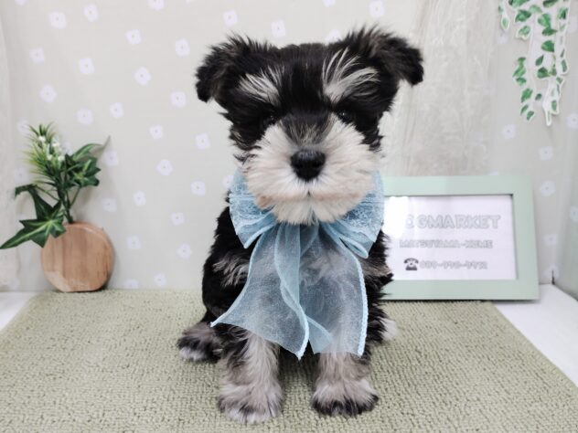 愛媛県のミニチュアシュナウザー (アミーゴ松山久米店/2025年12月4日生まれ/男の子/ブラックシルバー)の子犬