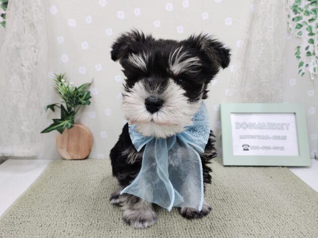 愛媛県のミニチュアシュナウザー (アミーゴ松山久米店/2025年12月4日生まれ/男の子/ブラックシルバー)の子犬の2枚目の画像