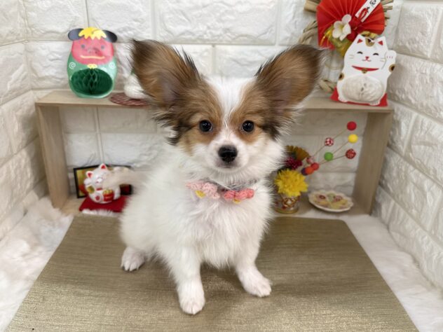 兵庫県のパピヨン (ワンキャラット アミーゴ姫路花田店/2025年10月23日生まれ/男の子/ホワイトレッド)の子犬の2枚目の画像