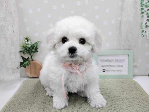 愛媛県のビションフリーゼ (アミーゴ松山久米店/2025年12月1日生まれ/女の子/ホワイト)の子犬