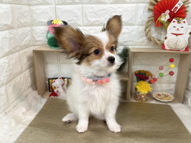 兵庫県のパピヨン (ワンキャラット アミーゴ姫路花田店/2025年10月23日生まれ/男の子/ホワイトレッド)の子犬の4枚目の画像