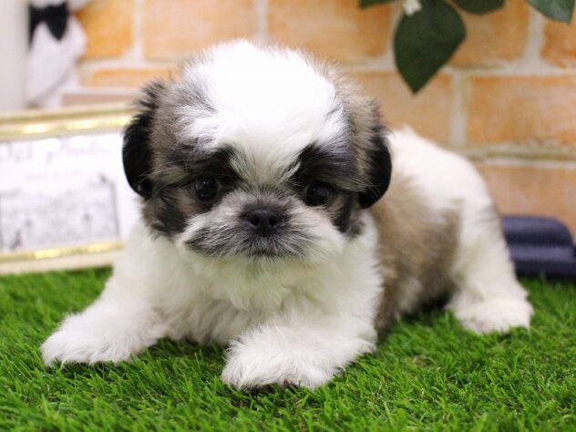 兵庫県のハーフ犬・ミックス犬 (ペット・プラザ アミーゴ三田店/2025年11月2日生まれ/男の子/レッドホワイト)の子犬の3枚目の画像