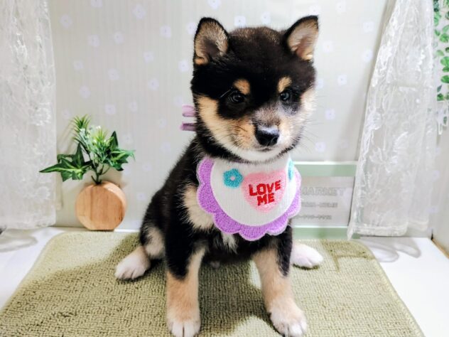 愛媛県の豆柴 (アミーゴ松山久米店/2025年12月1日生まれ/男の子/黒)の子犬の1枚目の画像