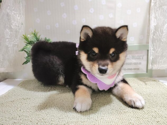 愛媛県の豆柴 (アミーゴ松山久米店/2025年12月1日生まれ/男の子/黒)の子犬の2枚目の画像